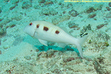 goatfish